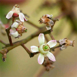Ekebergia benguelensis 