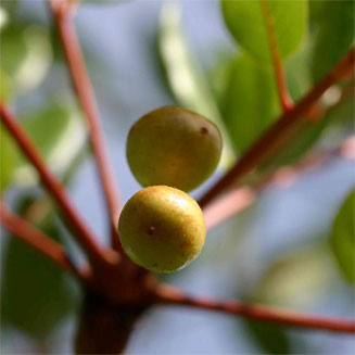 Ekebergia benguelensis 