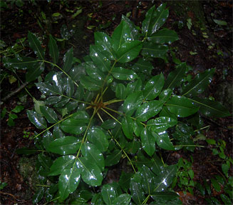 Ekebergia capensis 
