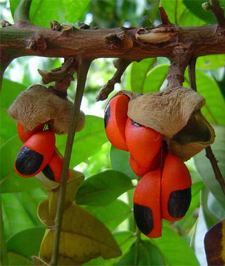 Trichilia dregeana