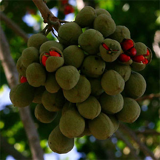 Trichilia emetica (Natal mahogany) 