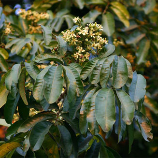 Trichilia emetica (Natal mahogany) 