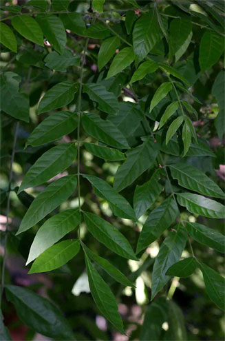 Pseudobersama mossambicensis