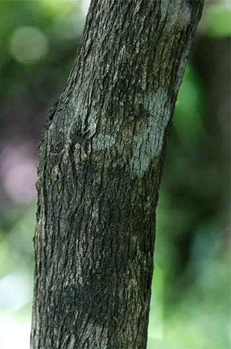 Pseudobersama mossambicensis