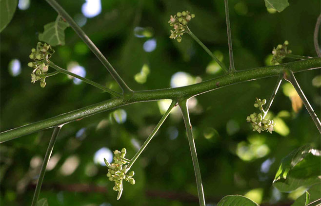 Pseudobersama mossambicensis