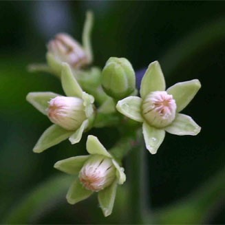 Pseudobersama mossambicensis
