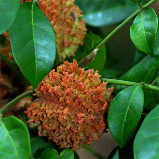 Pseudobersama mossambicensis