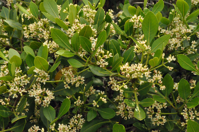 Ekebergia pterophylla (Rock ash)