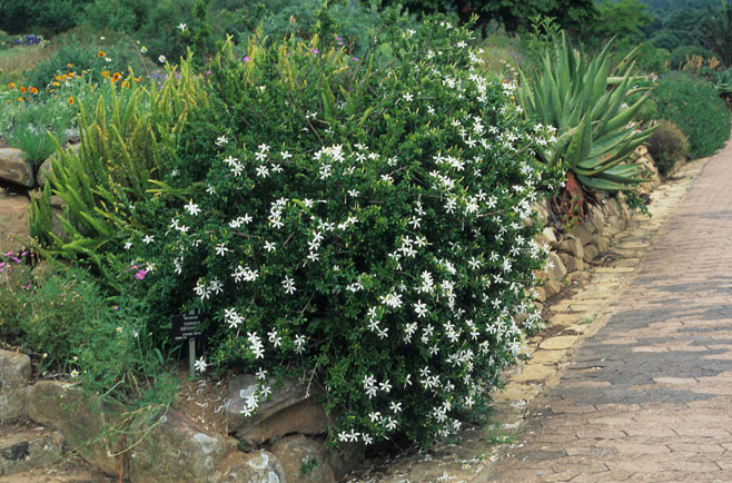 Turraea obtusifolia