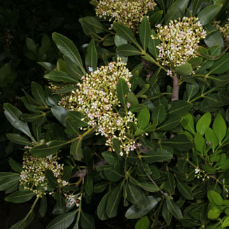 Ekebergia pterophylla (Rock ash)