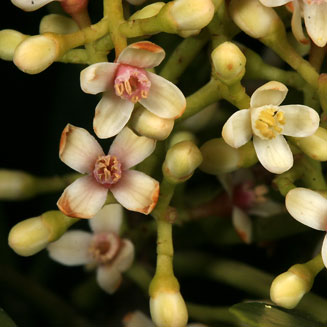Ekebergia pterophylla (Rock ash)