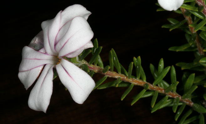 Adenandra gummifera 