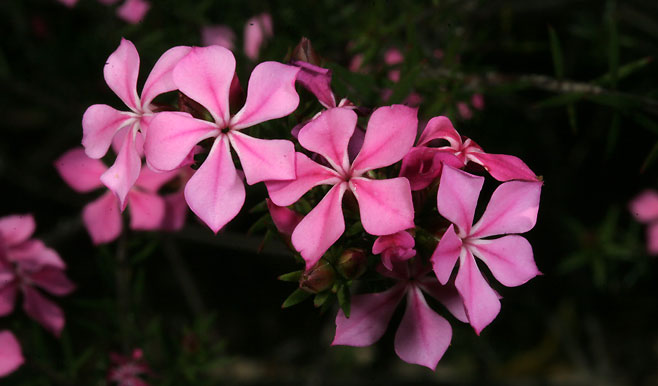 Acmadenia obtusata 