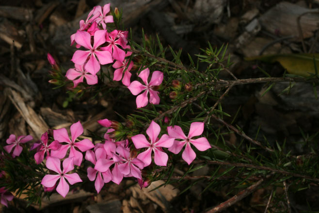 Acmadenia obtusata 