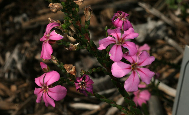 Acmadenia macropetala 