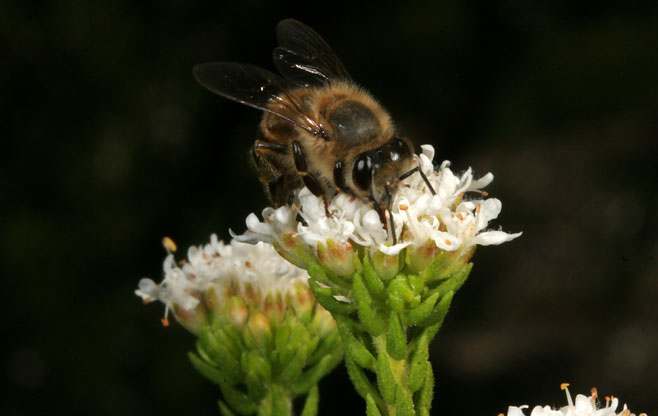 Agathosma collina 