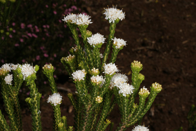 Agathosma collina 