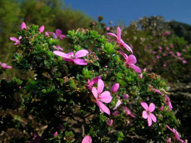 Acmadenia heterophylla