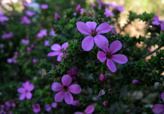 Acmadenia heterophylla