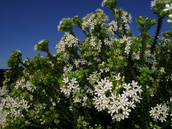 Agathosma mucronulata