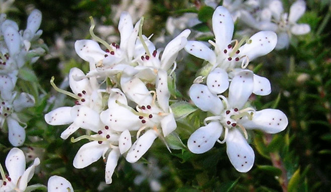 Agathosma mucronulata