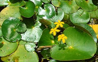 Nymphoides indica