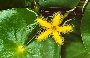 Nymphoides indica