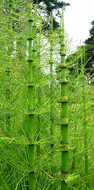 Equisetum giganteum