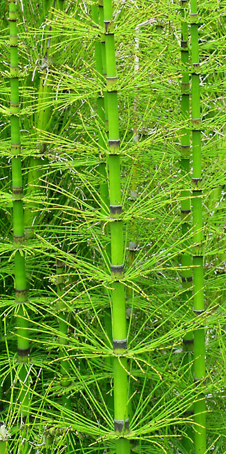 Equisetum giganteum