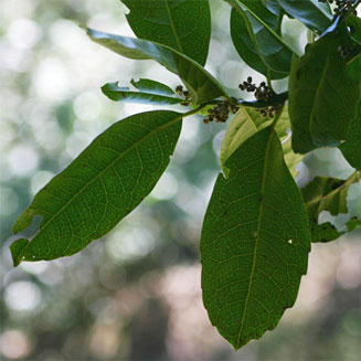 Xymalos monospora (Lemon wood)