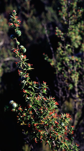 Cliffortia ruscifolia