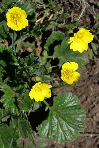 Geum capense