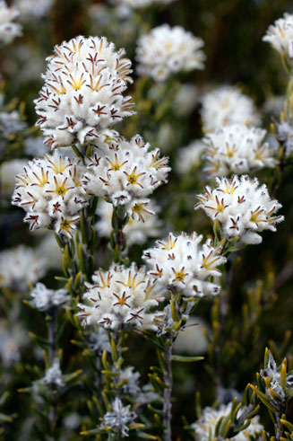 Phylica odorata