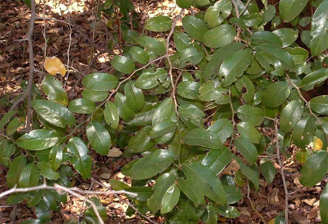 Chaetacme aristata (Thorny elm)