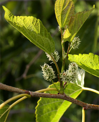 Morus australis (Chinese mulberry)