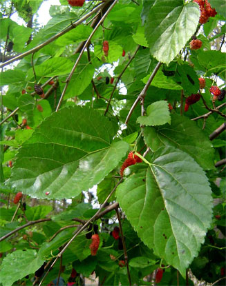 Morus australis (Chinese mulberry)