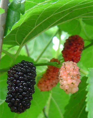 Morus australis (Chinese mulberry)