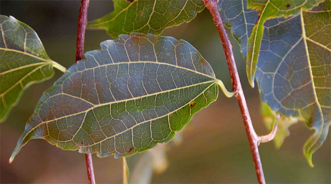 Morus mesozygia (African mulberry, Tongaland mulberry)