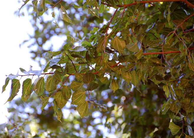 Morus mesozygia (African mulberry, Tongaland mulberry)