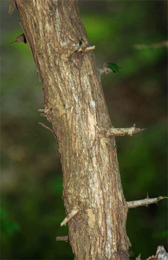 Maclura africana (African osage-orange)