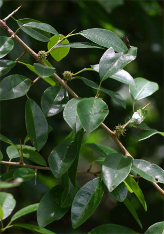 Maclura africana (African osage-orange)