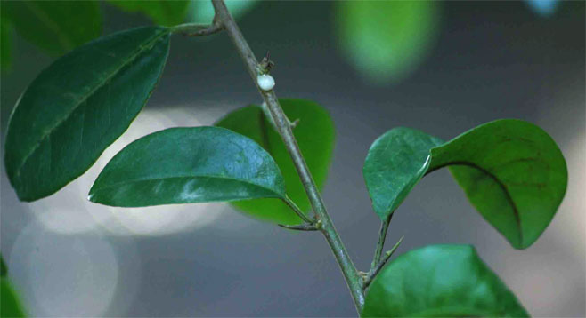 Maclura africana (African osage-orange)