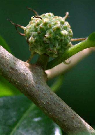 Maclura africana (African osage-orange)