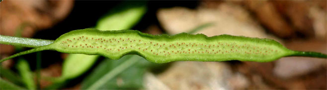 Dorstenia psilurus