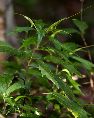 Dorstenia psilurus