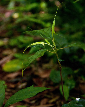 Dorstenia psilurus