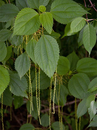 Boehmeria macrophylla