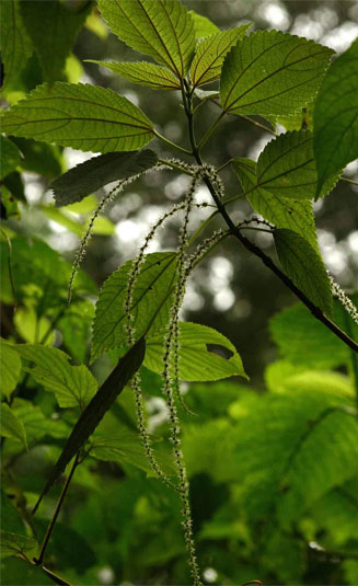 Boehmeria macrophylla