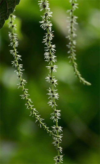 Boehmeria macrophylla