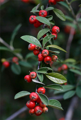 Cotoneaster pannosus